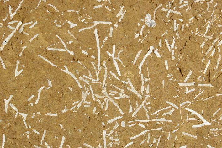 Ordovician Kukersite Oil Shale w/ Bryozoan & Brachiopod Fossils #369548
